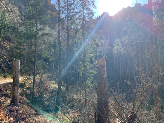 SYSTEMKLUG® Erlebnisformat – Kultur trifft Struktur in der Sächsischen Schweiz